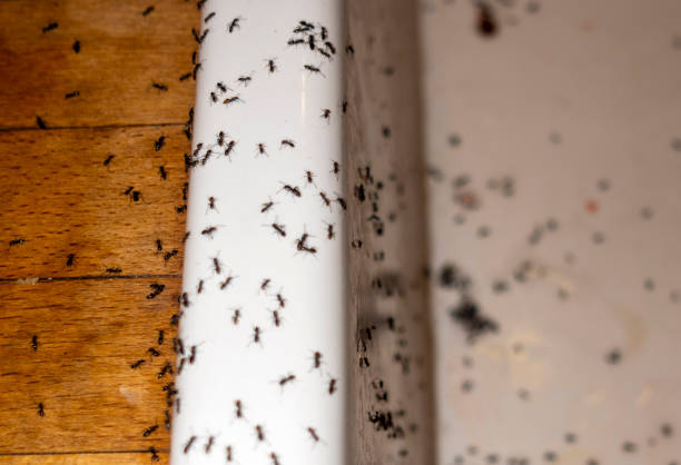Best Local Pest Control Services  in Westport, IN