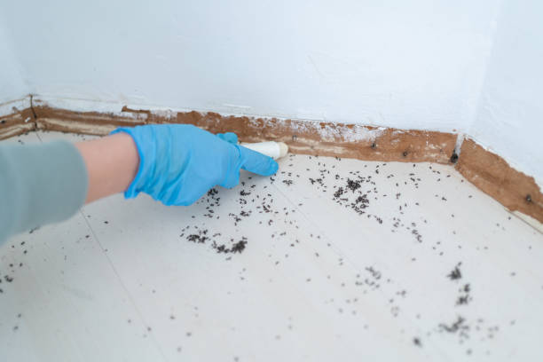 Best Affordable Pest Control Services  in Westport, IN